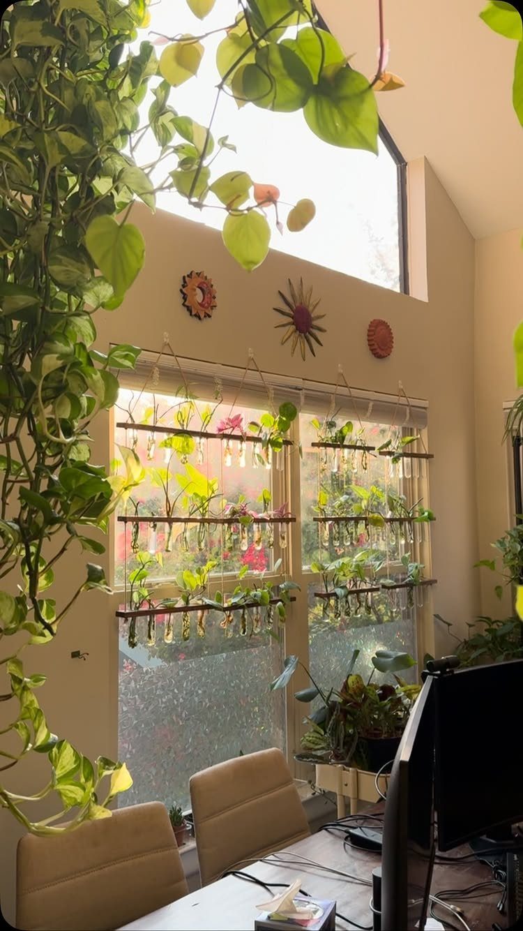 Indoor plants trailing from the ceiling and mounted on a window in an office.