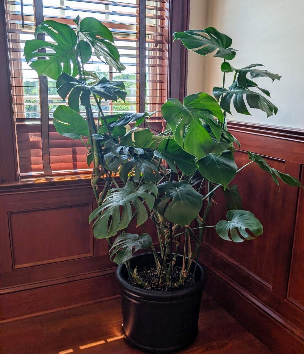 Monstera deliciosa plant in a black pot beside a window with wooden blinds.