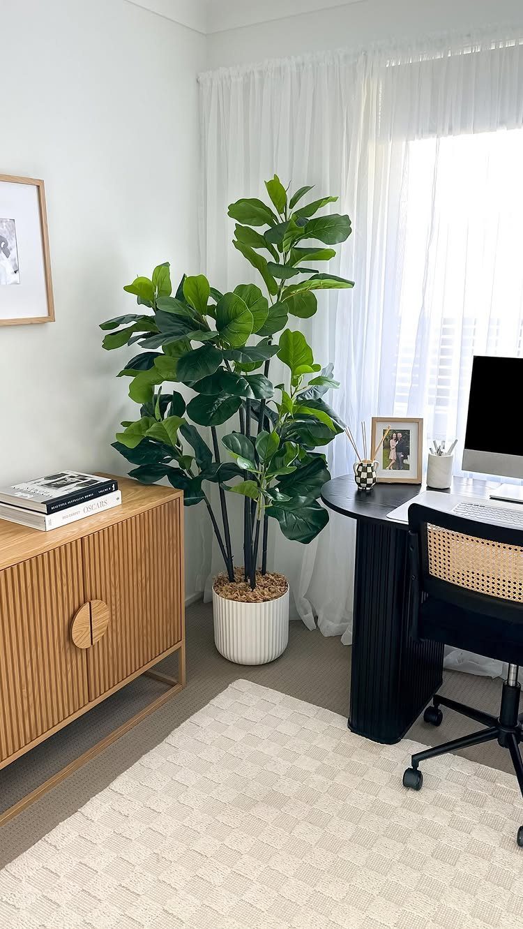Large green fiddle leaf fig plant standing next to a black home office desk.